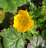 Geum montanum SDR7705